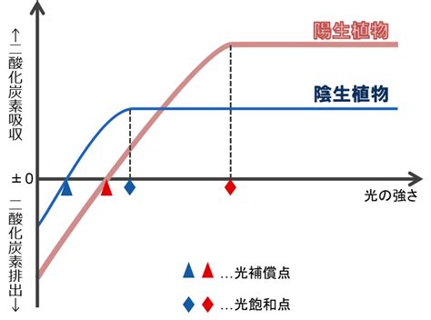 陰生植物 一覧|陽性植物と半陰性植物と陰性植物の野菜一覧【家庭菜園で役立つ。